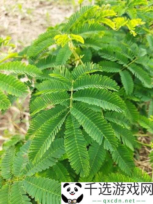 水蜜桃香蕉含羞草：奇妙的植物组合